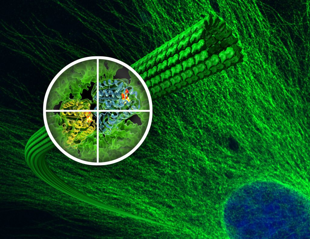 Microtubules Quantum Effect